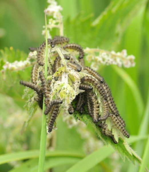 Caterpillars