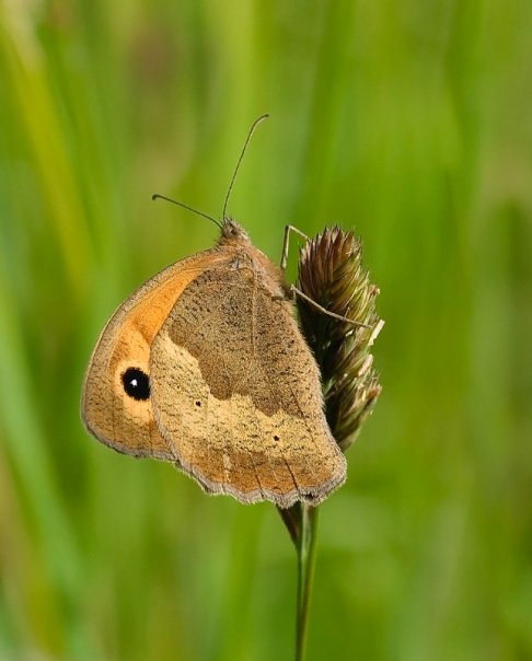 Meadow Brown