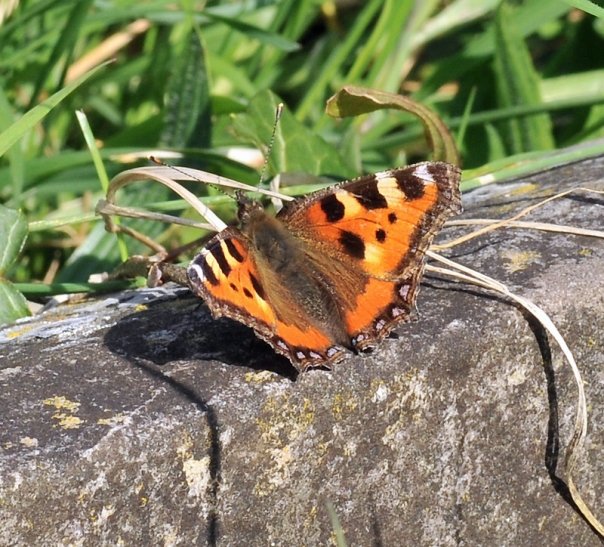 Small Tortoiseshell