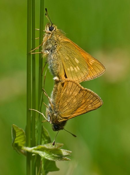 Large Skippers (mating)