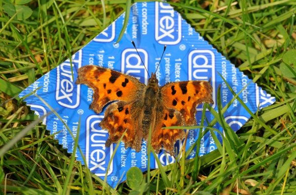 Comma