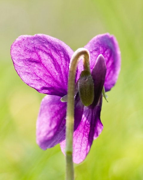 Violet