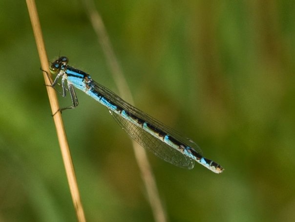 Damselfly