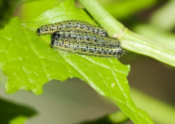 Caterpillars