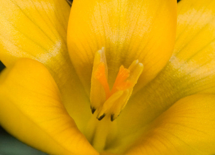 Crocus