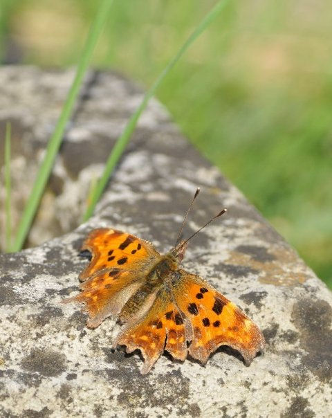 Comma