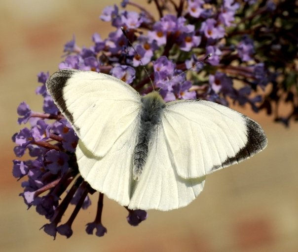 Large White (male)
