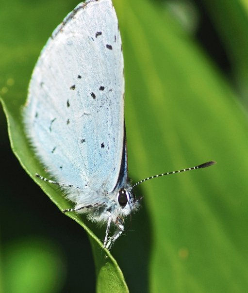 Holly Blue