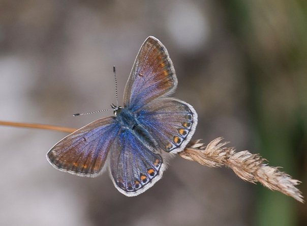 Common Blue