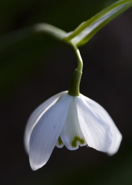 Snowdrop