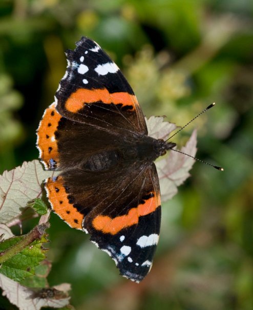 Red Admiral