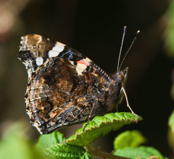 Red Admiral