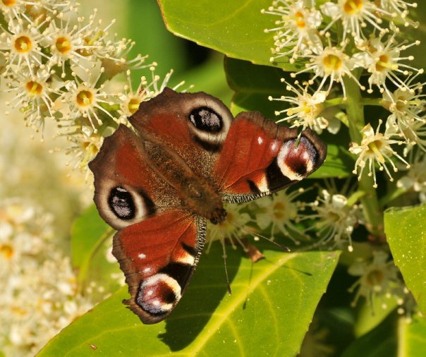 Peacock