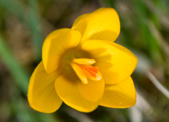 Crocus