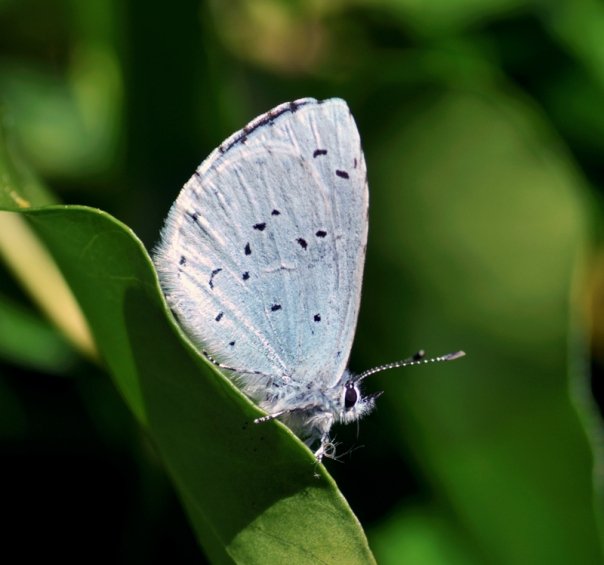 Holly Blue