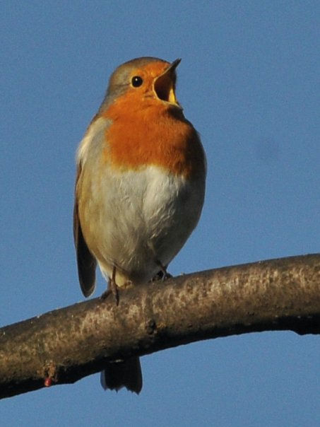 Robin