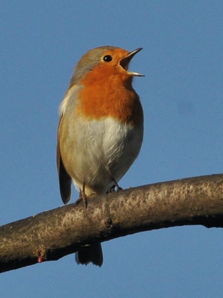 Robin