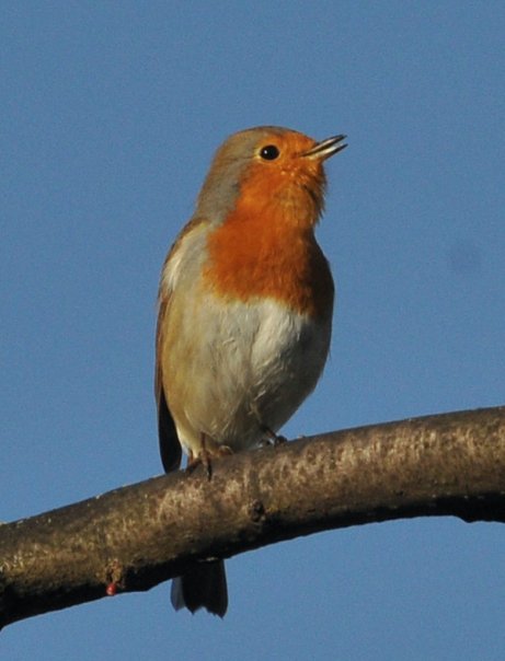 Robin