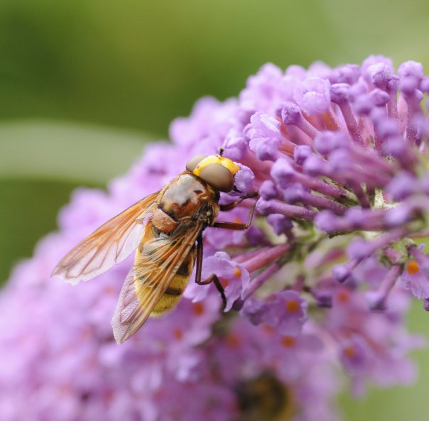 Hoverfly