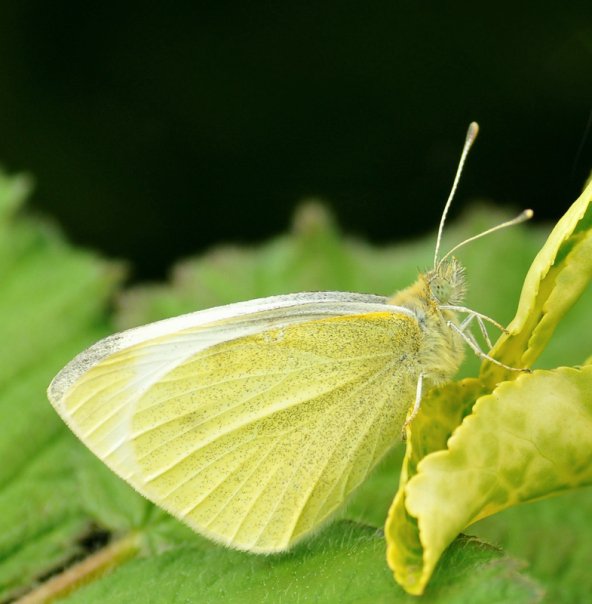 Small White