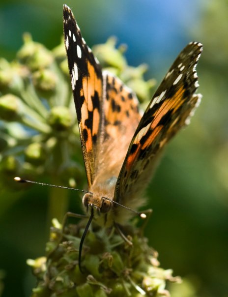 Painted Lady