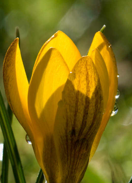 Crocus