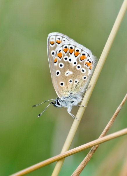 Common Blue