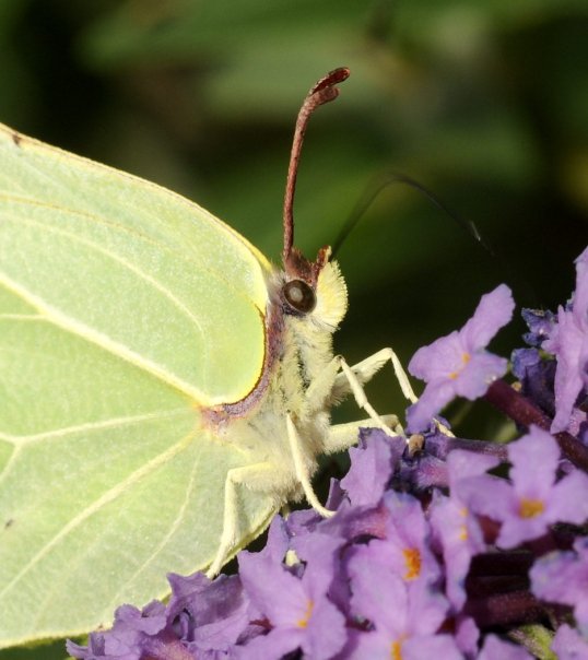 Brimstone