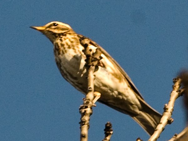 Thrush