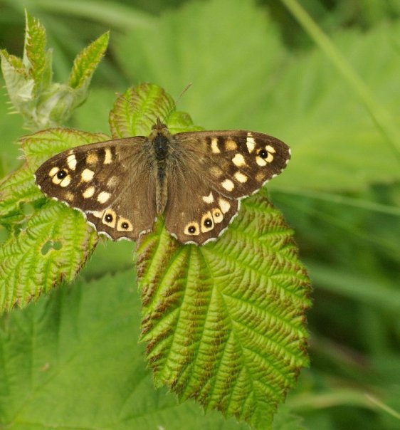 Speckled Wood