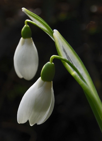 Snowdrop