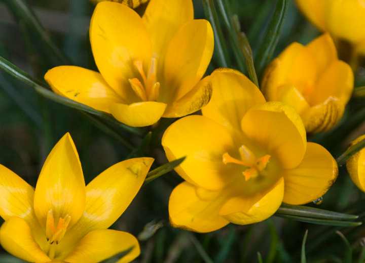 Crocus
