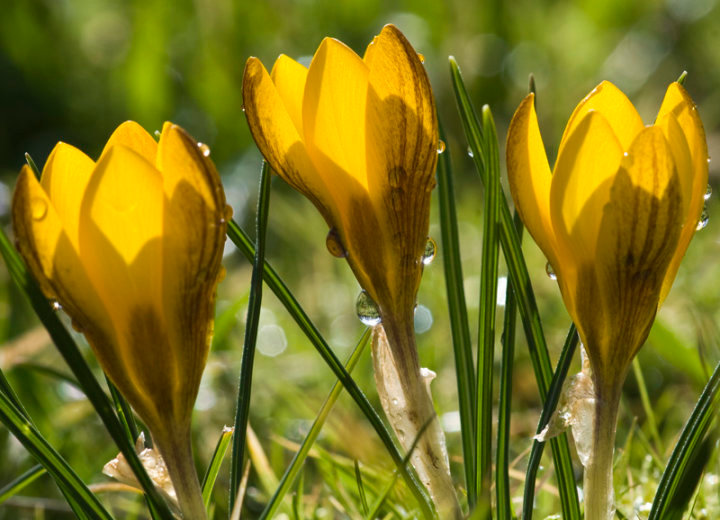 Crocus