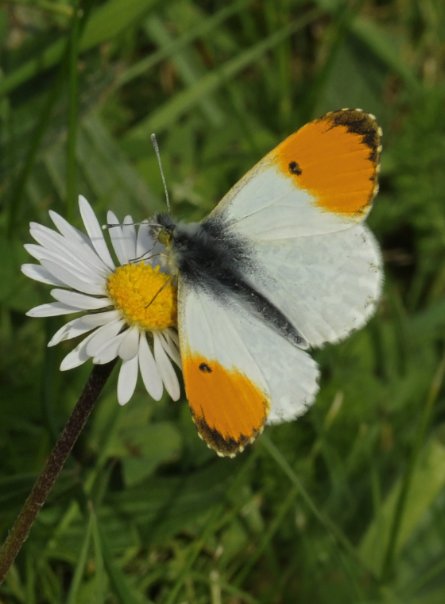 Orange-tip