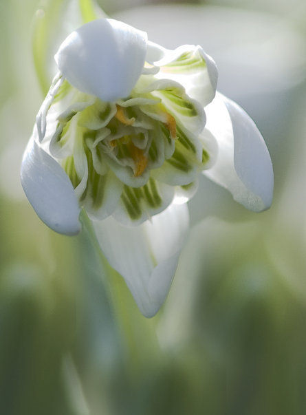 Snowdrop