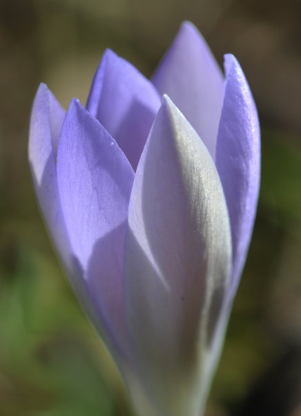 Crocus