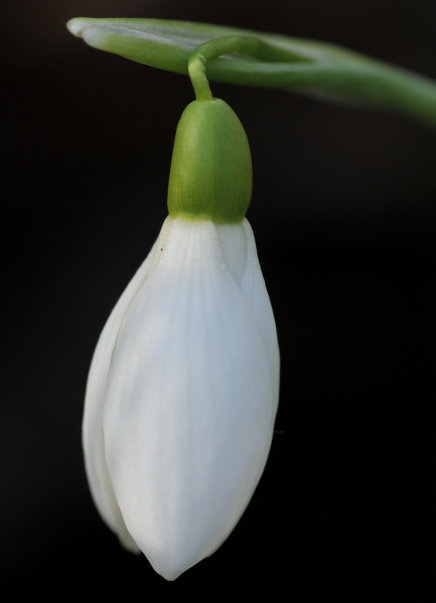 Snowdrop