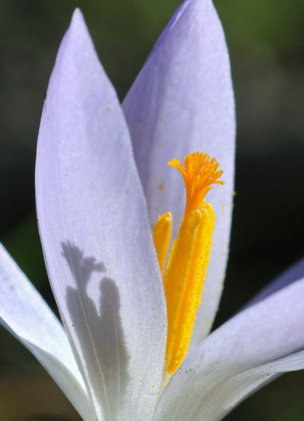 Crocus