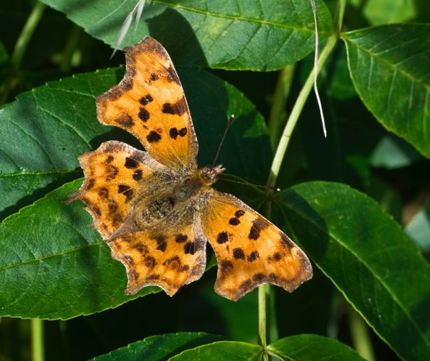Comma