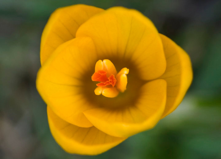 Crocus