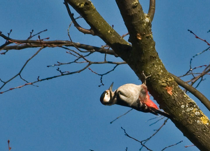 Greater spotted woodpecker