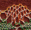 Flowers 1 lace photo