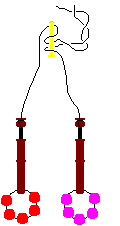 Loop right