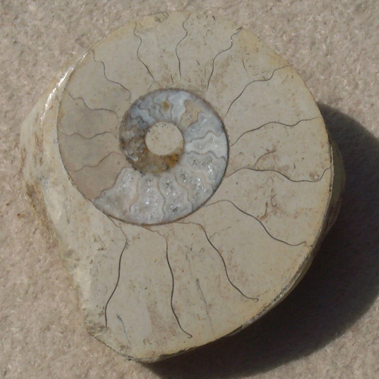 Ammonite