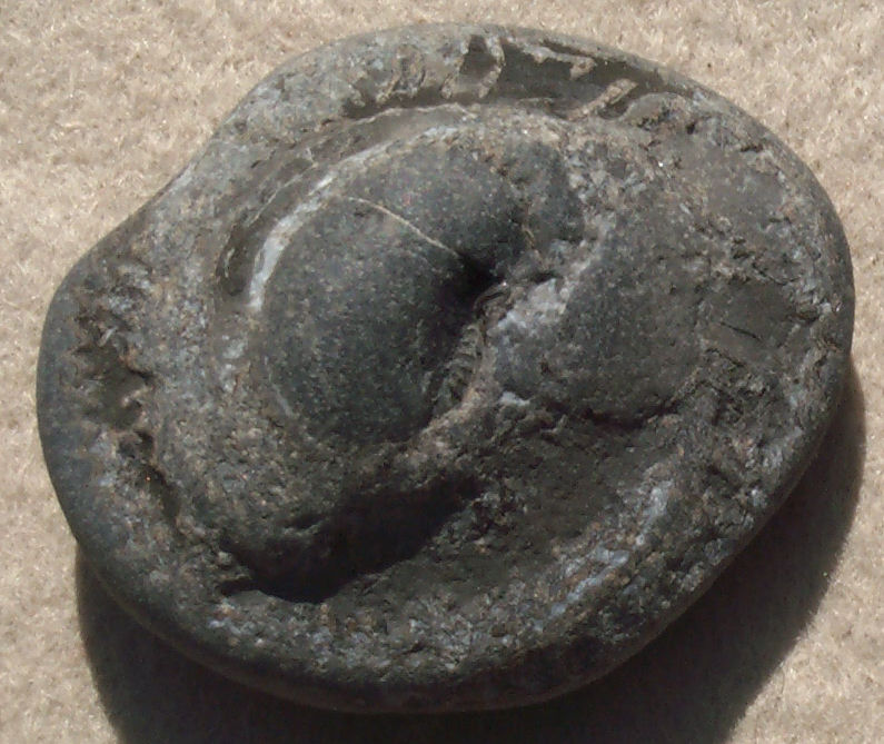 Ammonite