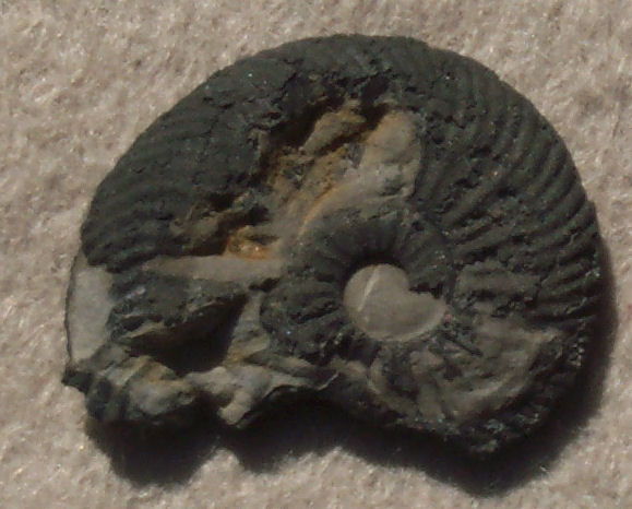 Ammonite