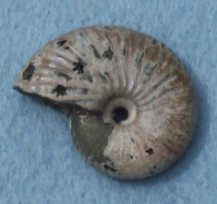 Ammonite