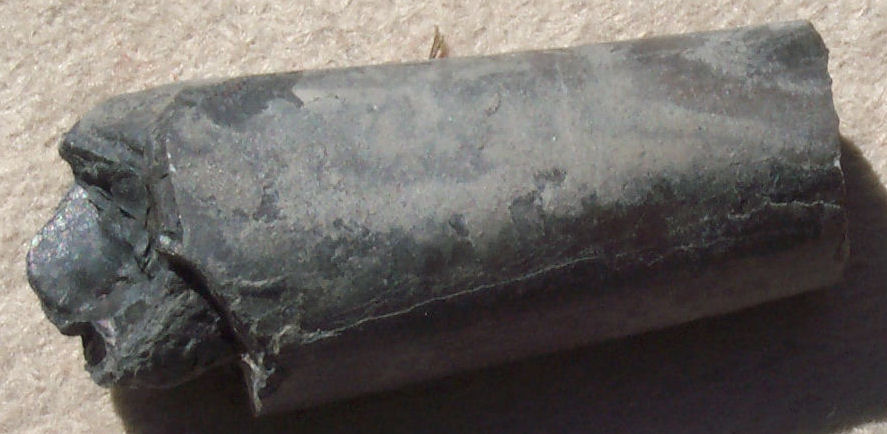 Belemnite