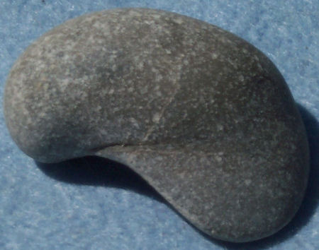 Bivalve - Gryphaea