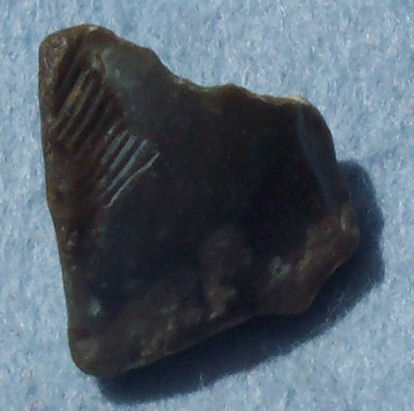 Bivalve